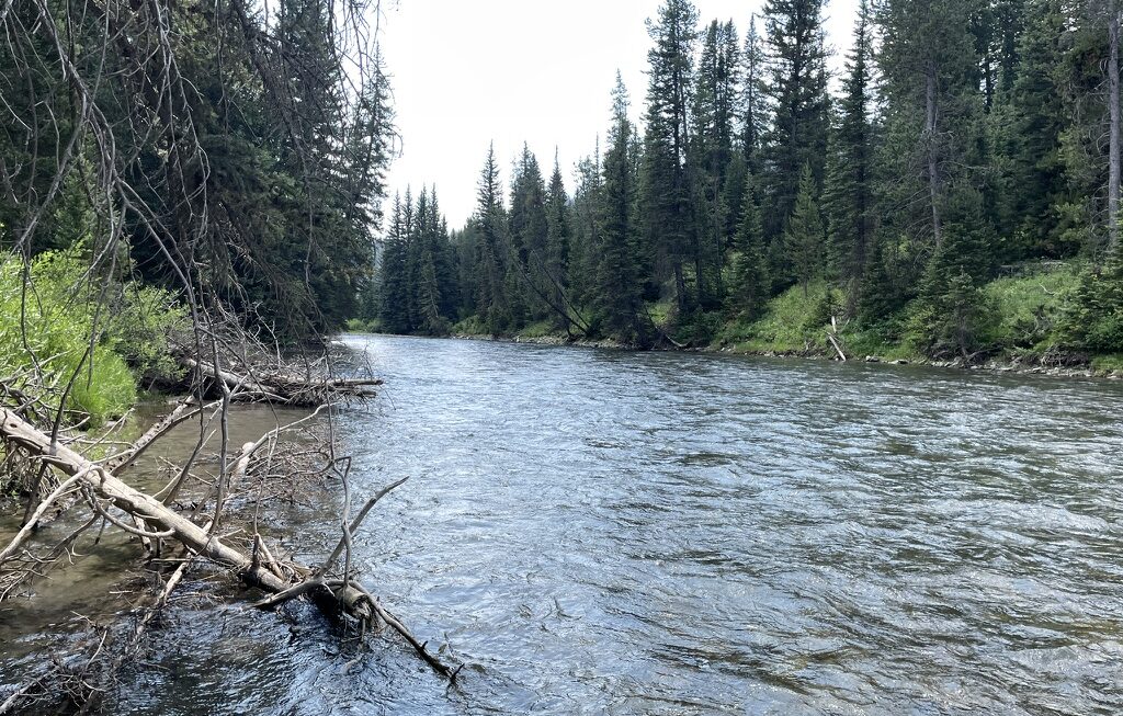 Greys River, Wyoming – A Beautiful Native Cutthroat Fishery