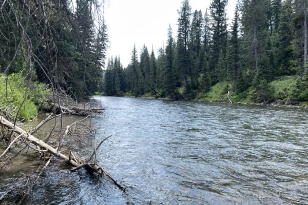 Greys River, Wyoming – A Beautiful Native Cutthroat Fishery