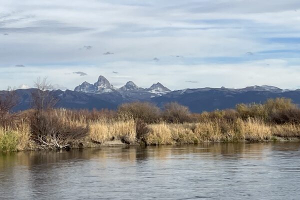 Fall Streamer Fishing on the Teton – Small Fish Right?